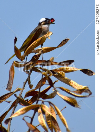 A white-winged cricket resting on the pods of a winter-withered leucaena tree A white-winged cricket resting on the pods of a winter-withered leucaena tree 127609278