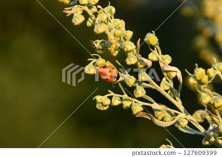 Ladybug walking on a green Ladybug walking on a green 127609399