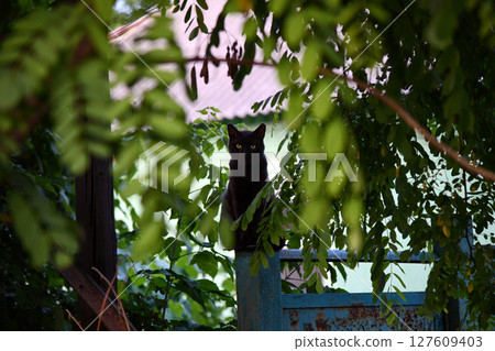 cat taking a selfie among stones cat taking a selfie among stones 127609403
