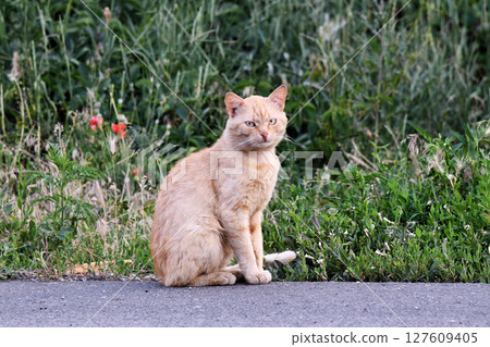 cat taking a selfie among stones cat taking a selfie among stones 127609405