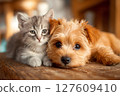 Kitten and puppy relaxing on a wooden floor Kitten and puppy relaxing on a wooden floor 127609410