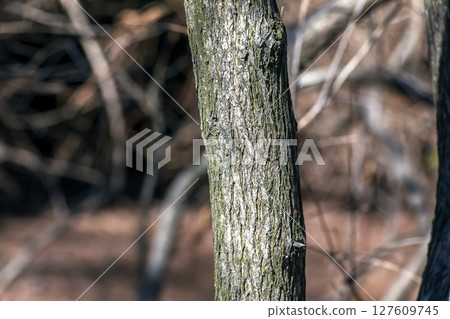 The Fontanesia phillyreoides bark close-up. Fontanesia phillyreoides trunk texture. Live wood background. Forest nature of skin. The Fontanesia phillyreoides bark close-up. Fontanesia phillyreoides trunk texture. Live wood background. Forest nature of skin. 127609745