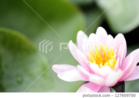 開花在池塘的荷花 開花在池塘的荷花 127609780