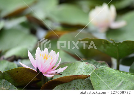 開花在池塘的荷花 127609782