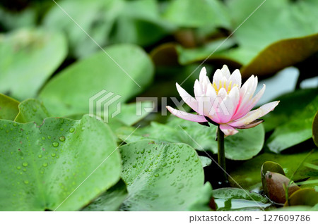 Water lily blooming in pond 127609786