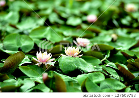Water lily blooming in pond Water lily blooming in pond 127609788