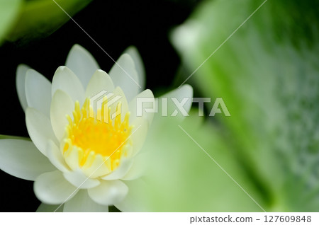 Water lily blooming in pond 127609848