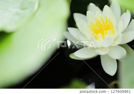Water lily blooming in pond 127609861