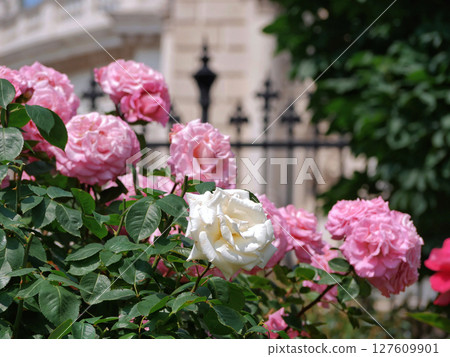 Blooming roses in Rosengarten Volksgarten in Vienna. Pink and white elite Floribunda Rosa Damascena flowers 127609901