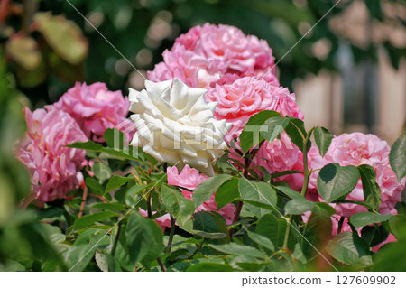 Blooming roses in Rosengarten Volksgarten in Vienna. Pink and white elite Floribunda Rosa Damascena flowers 127609902