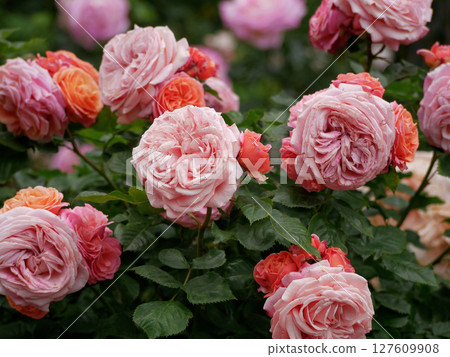 Blooming roses in Rosengarten Volksgarten in Vienna. Varietal elite Floribunda Rosa Damascena flowers Blooming roses in Rosengarten Volksgarten in Vienna. Varietal elite Floribunda Rosa Damascena flowers 127609908