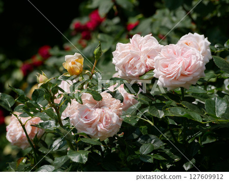 Blooming roses in Rosengarten Volksgarten in Vienna. Varietal elite Floribunda Rosa Damascena flowers 127609912
