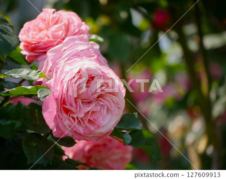 Pink elite Floribunda Rosa Damascena flowers close up Pink elite Floribunda Rosa Damascena flowers close up 127609913