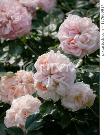 Blooming roses in Rosengarten Volksgarten in Vienna. Varietal elite Floribunda Rosa Damascena flowers Blooming roses in Rosengarten Volksgarten in Vienna. Varietal elite Floribunda Rosa Damascena flowers 127609914