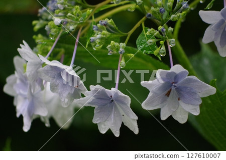 White hydrangea White hydrangea 127610007