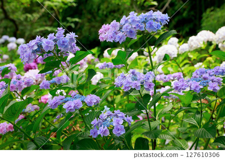 Hydrangea in Noichi, Kochi Prefecture 127610306