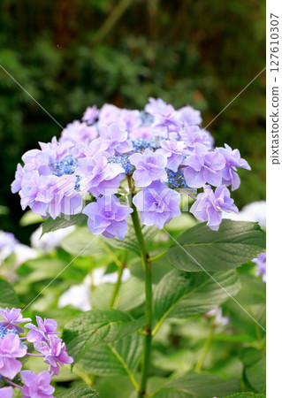 Hydrangea in Noichi, Kochi Prefecture 127610307
