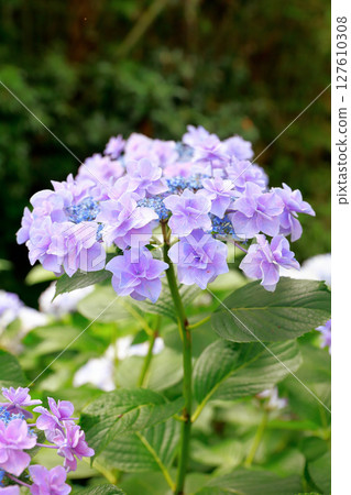 Hydrangea in Noichi, Kochi Prefecture 127610308