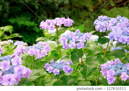 Hydrangea in Noichi, Kochi Prefecture 127610311