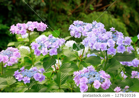 高知縣市的繡球花 127610316