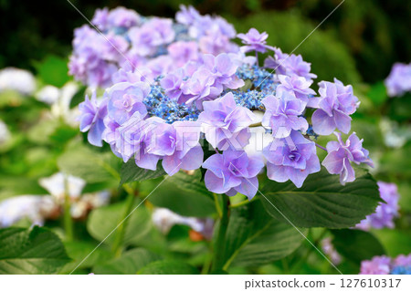 高知縣市的繡球花 127610317