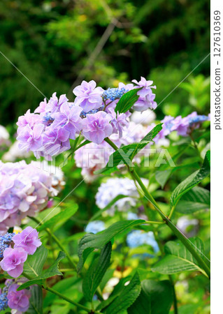 Hydrangea hydrangea Hydrangea hydrangea 127610369