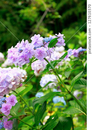 繡球花繡球花 繡球花繡球花 127610370