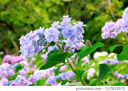 繡球花繡球花 127610375