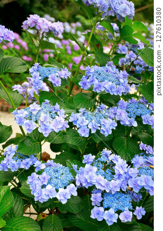 繡球花繡球花 繡球花繡球花 127610380