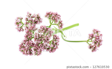 Valerian flowers isolated on white background. Valeriana officinalis. Medicinal herbs. 127610530