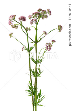Valerian flowers isolated on white background. Valeriana officinalis. Medicinal herbs. Valerian flowers isolated on white background. Valeriana officinalis. Medicinal herbs. 127610531