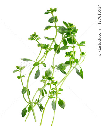 Fresh thyme sprig isolated on white background. Lemon thyme or Thymus citriodorus. Medicinal and culinary herb. Clipping path. Fresh thyme sprig isolated on white background. Lemon thyme or Thymus citriodorus. Medicinal and culinary herb. Clipping path. 127610534