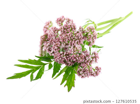 Valerian flowers isolated on white background. Valeriana officinalis. Medicinal herbs. Valerian flowers isolated on white background. Valeriana officinalis. Medicinal herbs. 127610535