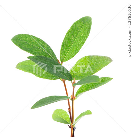 Honeysuckle twig isolated on white background. Fresh honeysuckle green leaves. Clipping path. 127610536