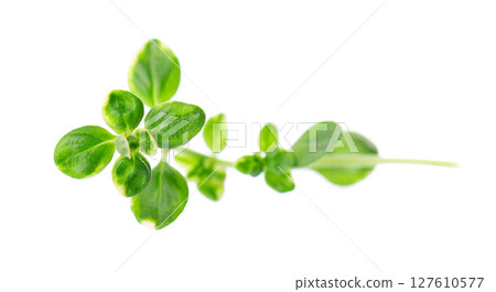 Fresh thyme sprig isolated on white background. Lemon thyme or Thymus citriodorus. Medicinal and culinary herb. Clipping path. Fresh thyme sprig isolated on white background. Lemon thyme or Thymus citriodorus. Medicinal and culinary herb. Clipping path. 127610577