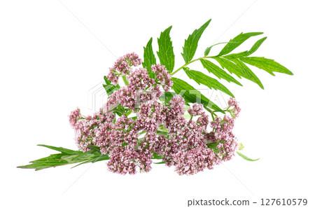 Valerian flowers isolated on white background. Valeriana officinalis. Medicinal herbs. 127610579