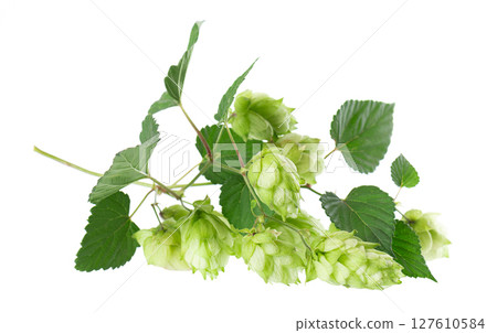 Fresh green hops branch, isolated on a white background. Hop cones with leaf. Organic Hop Flowers. Clipping path. Fresh green hops branch, isolated on a white background. Hop cones with leaf. Organic Hop Flowers. Clipping path. 127610584