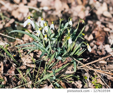 Snowdrops emerge from the leaf-covered forest floor, marking the arrival of early spring. These delicate white flowers symbolize renewal and the changing seasons in nature Snowdrops emerge from the leaf-covered forest floor, marking the arrival of early spring. These delicate white flowers symbolize renewal and the changing seasons in nature 127610594