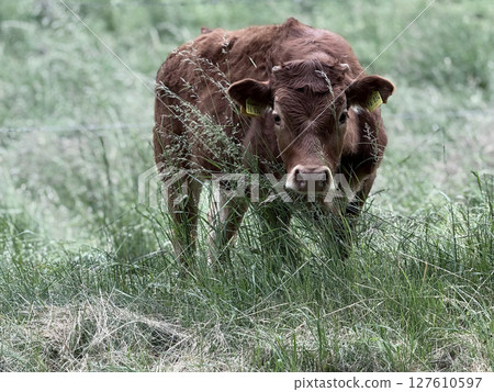 Brown and cute cow on a walk. German farm, ecological production. Green pasture. 127610597
