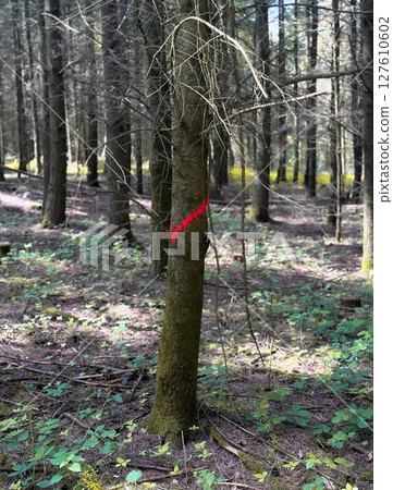 Marked Tree Trunk in Dense Forest. Close-up of a tree trunk with a red paint mark in a dense forest. Marked Tree Trunk in Dense Forest. Close-up of a tree trunk with a red paint mark in a dense forest. 127610602