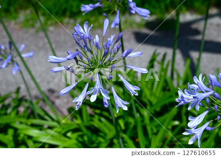 百子花 127610655