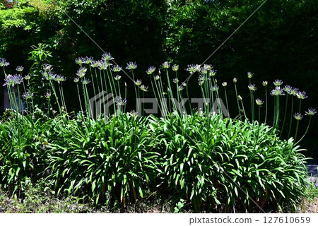Agapanthus flower 127610659