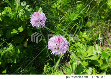 粉紅色的韭菜花 粉紅色的韭菜花 127610900