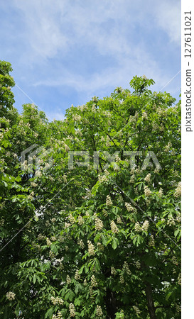 Spring flowering Chestnut tree on blue sky background 127611021