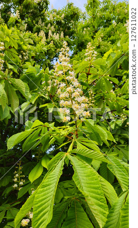 Branches of spring flowering Chestnut with white flowers Branches of spring flowering Chestnut with white flowers 127611022