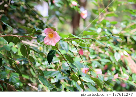 Cute camellia flower lady Cute camellia flower lady 127611277