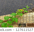 Pumpkin vine with mebana blooming 127611527