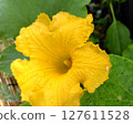 Pumpkin's male 127611528
