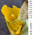 Male pumpkin flowers with their petals plucked off to release pollen 127611529