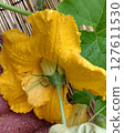 Artificial pollination of pumpkins 127611530
